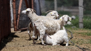 Tiftik keçisinin gen kaynağını koruyan işletmede, oğlaklar anneleriyle buluştu