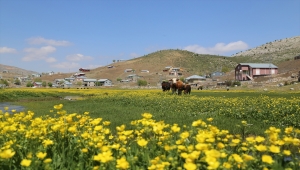 Toros Dağları'ndaki yaylalar, bahar aylarında bir başka güzel