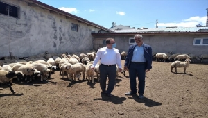 Ulaş'ta koyunculuğu geliştirme çalışmaları sürüyor 