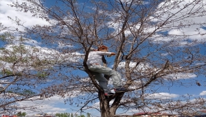 Ulaş'ta lise öğrencilerinin yaptığı kuş yuvaları okul bahçesindeki ağaçlara asıldı