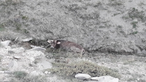 Ulaş'ta yaylımdayken dereye düşen ineği itfaiye ekipleri kurtardı