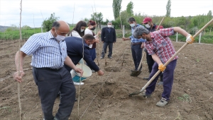 Yozgat'ta tarım ve mera alanları kısıtlı çiftçiler, devlet desteğiyle ipek böceği kozası yetiştiriyor