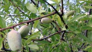 90 yaşındaki Osman Erol, 35 yılda 40 bin fidanı toprakla buluşturdu