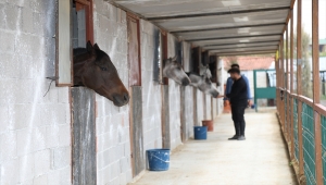Ankaralı genç atlara olan sevgisiyle sağlık sektöründen ayrıldı çiftlik işletmeye başladı