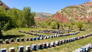 Bitki türü bakımından zengin olan Sivas'ın Zara ilçesi arıcıların favorisi