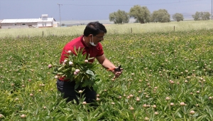 Bozkıra uyum sağlayan şakayık çiçekleri üreticisinin yüzünü güldürüyor