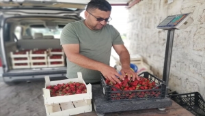 Derinkuyu'da çilek hasadı başladı