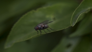 Doğaseverler ODTÜ'de bitki ve hayvan türlerini kayıt altına aldı