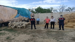 Eskişehir'de küçükbaş hayvan çaldıkları iddia edilen 3 şüpheliden biri tutuklandı