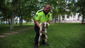 Eskişehir'de polis, sahipsiz oğlağı koruma altına aldı
