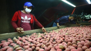 GRAFİKLİ - Türkiye'nin patates tohum ihtiyacının yarısından fazlası yerli tohumla karşılanıyor