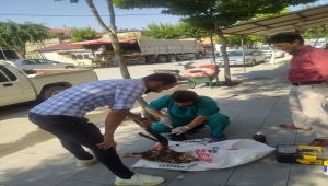Karapınar'da yaralı bulunan şahin tedavi altına alındı