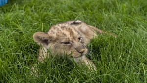 Kayseri Hayvanat Bahçesinde yeni doğumların sevinci yaşanıyor