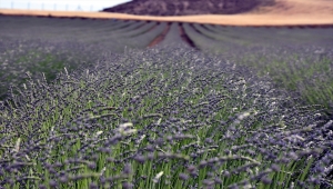 Kırıkkale'de 11 bin dekar alanda tıbbi ve aromatik bitki yetiştiriliyor