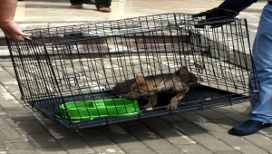 Kırşehir'de annelerinden koparılan iki kurt yavrusu korumaya alındı