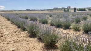 Kırşehir'de ekilen lavantalarda ikinci hasat temmuzda