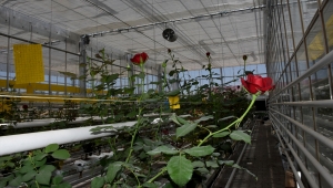 Kırşehir'de topraksız kesme gül yetiştiriciliğinde ceviz ve fındık kabukları kullanılıyor