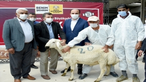 Konya Büyükşehir'den üreticiye damızlık koç desteği