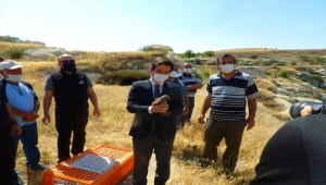 Nevşehir'de 850 keklik doğaya bırakıldı