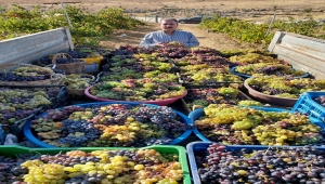 Siyaset molalarını çiftçilikle geçiren BBP Genel Başkanı Destici, baba ocağında tarımı değerlendirdi: