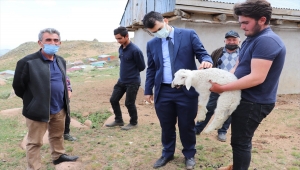 Suşehri'nde projeden faydalanan besiciye 100 koyun verildi