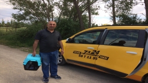 Ulaş'ta sokak kedilerini besleyen esnaf çevresine örnek oluyor 