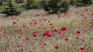 Yozgat'ta doğa çiçeklerle renklendi