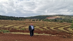 Ahırlı'da "Kuruçay Bal Ormanı" için çalışmalar devam ediyor