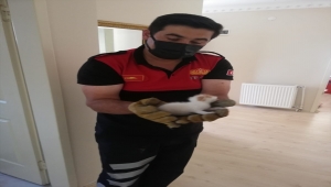 Baca deliğine düşen yavru kediyi itfaiye kurtardı