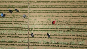 Bankacılığı bırakıp tarıma yönelen kadın girişimci taleplere yetişemiyor 