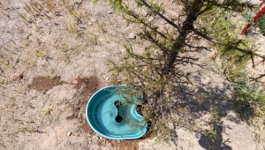 Büyükşehir Belediyesinin fidan dikiminde kullandığı susuz bitki yetiştirme aparatı başarı sağlandı 