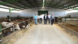 Çubuk'ta kurban kesim yerlerinin sayısı ve denetim artırıldı 