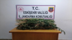 Eskişehir'de drone destekli uyuşturucu operasyonunda 2 bin kök Hint keneviri ele geçirildi