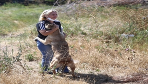 Eskişehir'de sokak hayvanlarını beslediği sırada darbedildiğini öne süren kadın, hayvanları yalnız bırakmıyor
