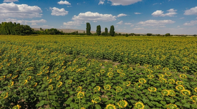 Kayseri'de 120 bin dekara çerezlik ayçiçeği ekildi 