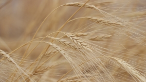 Kayseri'de ata yadigarı "gacer" buğdayının ekim alanı genişletilecek