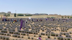 Kırşehir'de lavanta bahçesinde hasat şöleni düzenlendi