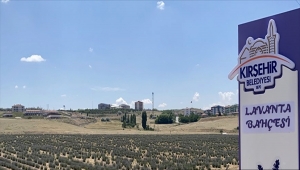 Kırşehir'de lavanta şöleni düzenlenecek
