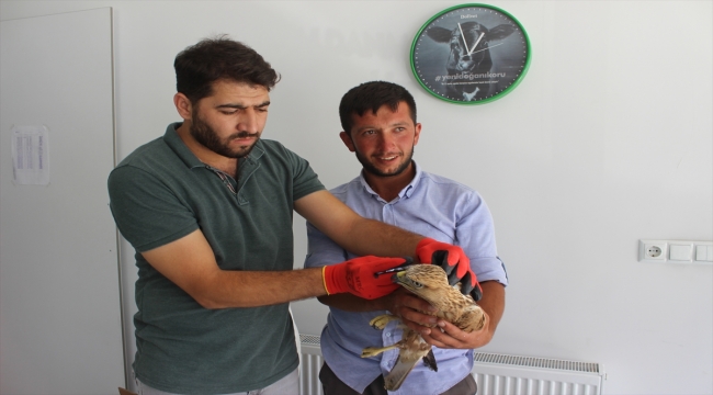 Konya'da koyun otlatan çoban, yaralı bulduğu kartalı köpek saldırısından kurtardı