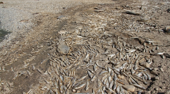 Konya'da kuraklık May Barajı'nda balık ölümlerine neden oldu