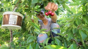 Konya'nın Hadim ilçesinde yetiştirilen ve geç hasat edilen kirazda rekolte düştü, fiyat arttı