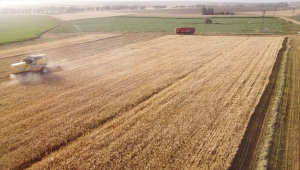 Konya Ovası'nda hububatta buruk sezon