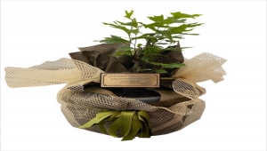 MHP Genel Başkanı Bahçeli, Cumhurbaşkanı Erdoğan'a çınar fidanı hediye etti