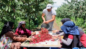 "Mihalıççık kirazı"nda nisanda esen samyeli nedeniyle verim kaybı bekleniyor