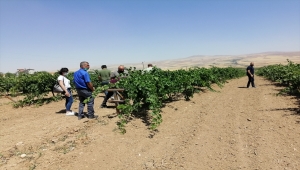 NEVÜZÜM heyeti üzüm bağlarını inceledi