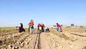 Niğde'de erkenci patateste 30 bin ton rekolte bekleniyor