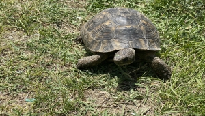 Niğde'de kaplumbağa, hortumdan sızan suyla serinledi