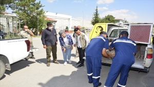 Niğde'de maden ocağının çatısına çıkan vaşak uyutularak yakalandı