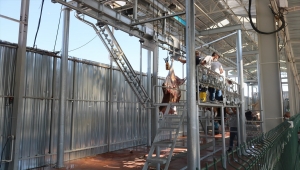 Pursaklar'da bayram öncesi küçük ve büyükbaş 10 hayvan kesildi