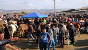 Şarkışla Canlı Hayvan Pazarı'nda yoğunluk arttı